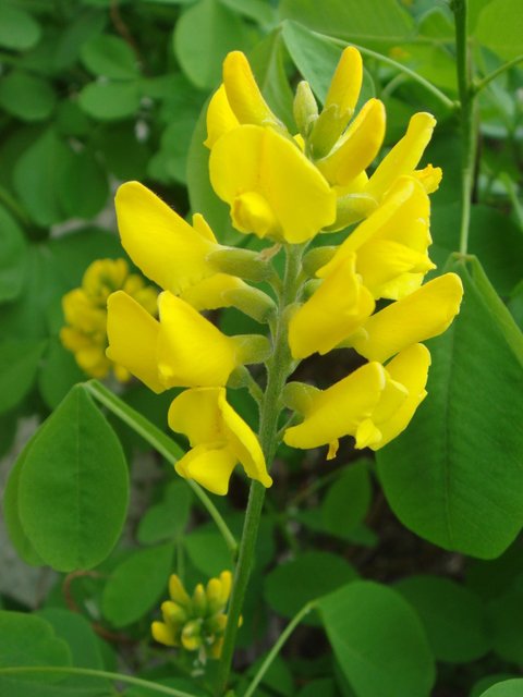 Petteria ramentacea fleur